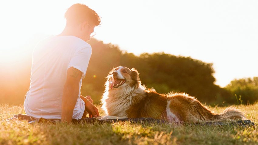 KÖPEKLER SAHİPLERİNE KAVUŞUNCA AĞLIYOR MU?