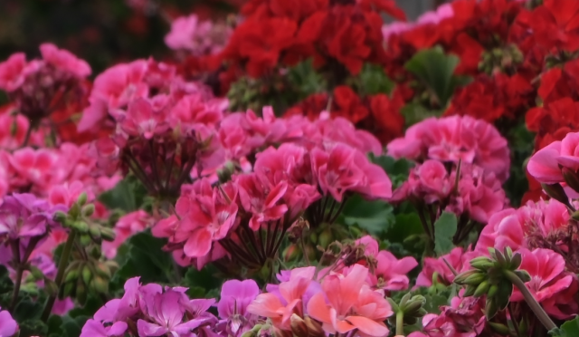 Konya’da Yemyeşil Bir Kaçış Noktası: SELÇUKLU ÇİÇEK BAHÇESİ