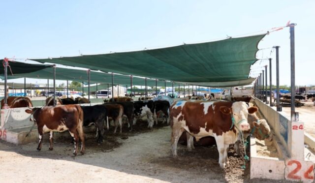 SELÇUKLU’DA KURBAN SATIŞ VE KESİM YERLERİ BELİRLENDİ