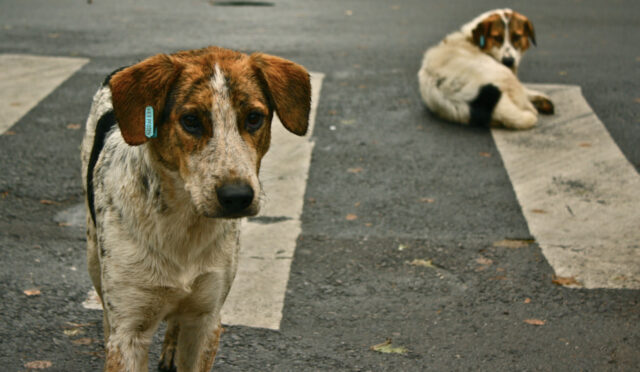 BAŞIBOŞ KÖPEKLERE  NE OLACAK?