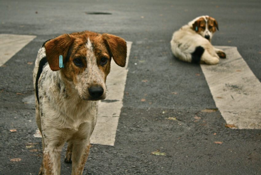 BAŞIBOŞ KÖPEKLERE  NE OLACAK?