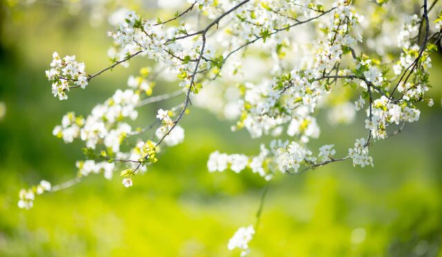 17406595331224161840