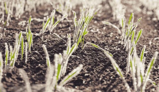 17442695451958151205