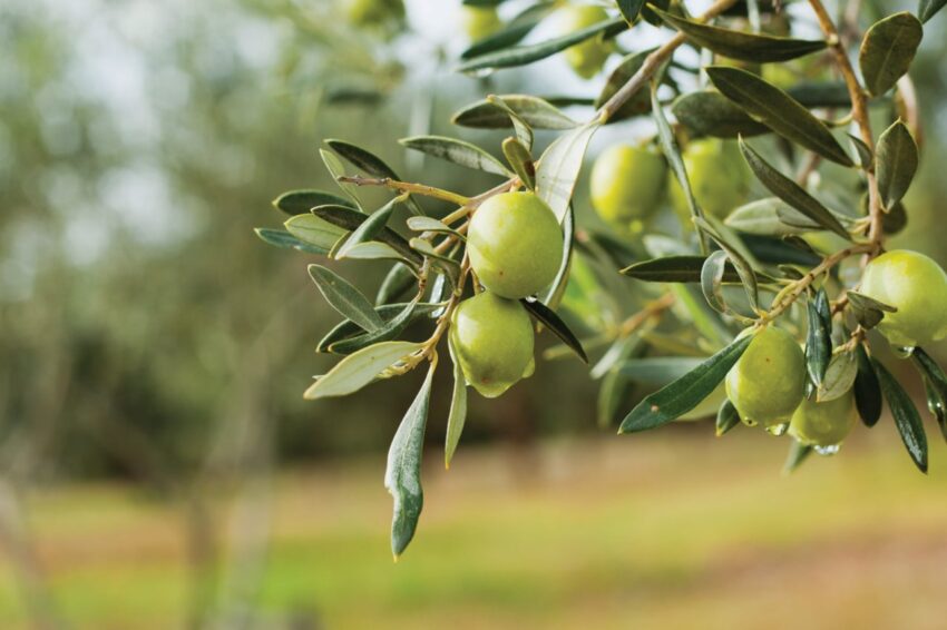 ZEYTİNE BİLİMSEL KORUMA: TÜRKİYE’DE 464 ZEYTİN TÜRÜ KORUMA ALTINDA
