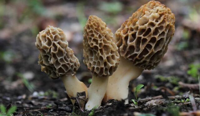 17470448451351410316