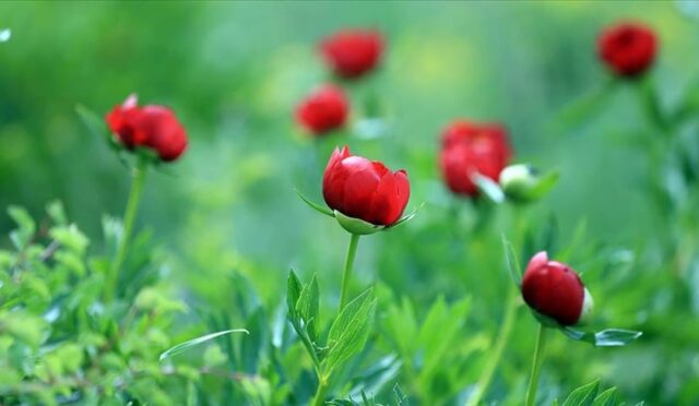 17484167351713401087