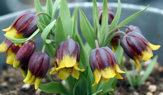 17485892681516937598