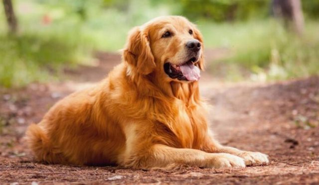 KÖPEKLERİN KOKU DUYUSU PARKİNSON’U BELİRLEMEDE ÇIĞIR AÇIYOR