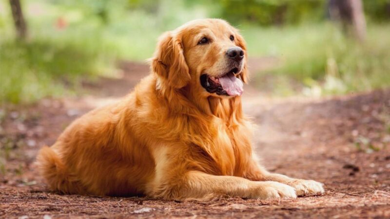 KÖPEKLERİN KOKU DUYUSU PARKİNSON’U BELİRLEMEDE ÇIĞIR AÇIYOR
