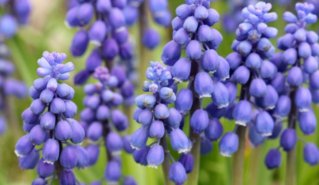 17561940791982497551