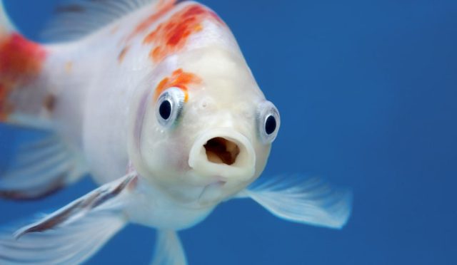 17581830042052065019