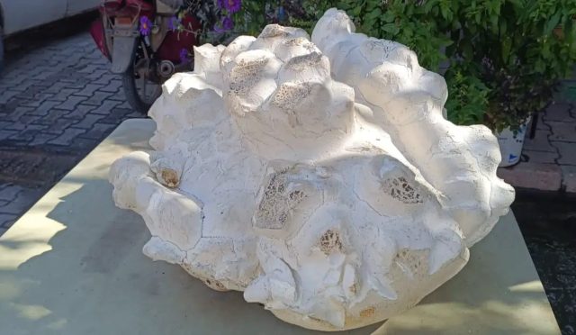 17595660011524835447