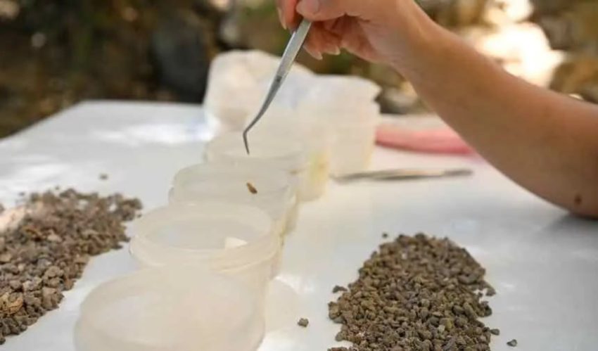 DİREKLİ MAĞARASI’NDA 13.000 YILLIK DELİCİ ALET VE BONCUKLAR BULUNDU