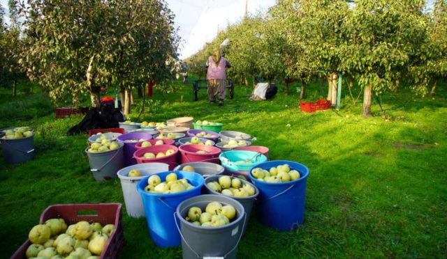 17628572631182756179