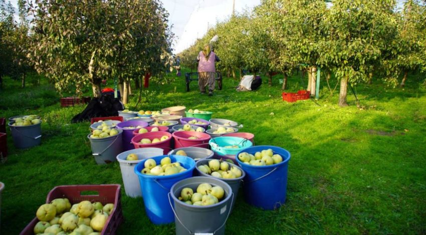 EDİRNE’NİN YENİ GEÇİM KAYNAĞI: MEYVE BAHÇELERİ