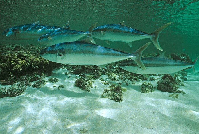 DENİZLERDE BALIK ÇEŞİTLİLİĞİ TEHLİKE ALTINDA