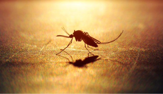 17658689571880259638