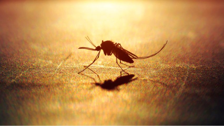 İKLİM KRİZİ HAYVANDAN İNSANA BULAŞAN HASTALIKLARI TETİKLİYOR