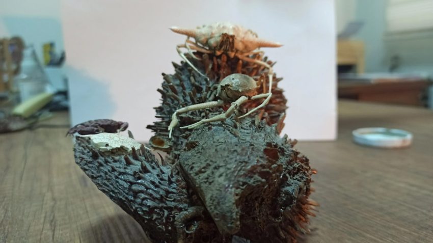 İSKENDERUN KÖRFEZİ’NDE YENİ BİR YENGEÇ TÜRÜ TESPİT EDİLDİ