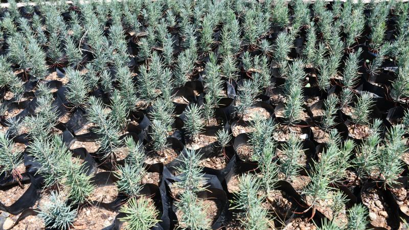 GABAR PETROL SAHASINDA 100 BİN FİDAN TOPRAKLA BULUŞACAK