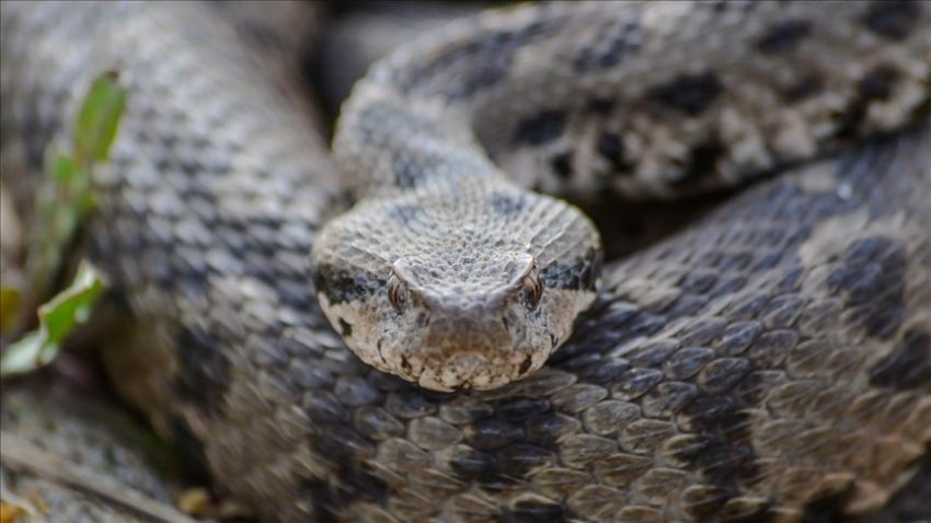 ÇANKIRI, OSMANLI ENGEREĞİNİN YAYILIŞ HARİTASINA GİRDİ