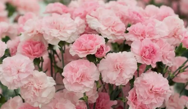 17675962051509287771