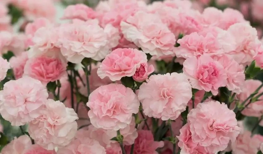 KESME ÇİÇEK ÜRETİMİNDE LİDER KARANFİL OLDU