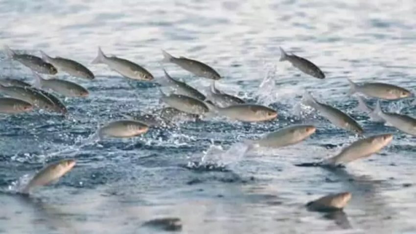 TÜRKİYE’DE TATLI SU BALIKLARI TEHLİKE ALTINDA!