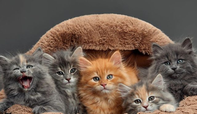 17718371781024402578