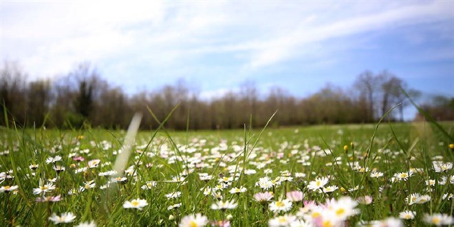 BAHARIN HABERCİSİ SON CEMRE TOPRAKLA BULUŞTU