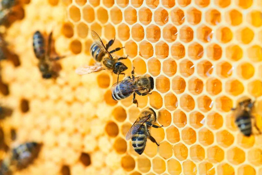 ARILAR SAYISAL DEĞERLERİ ALGILAYABİLİYOR MU?