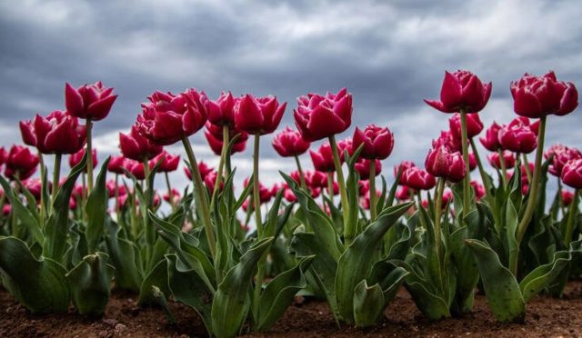 17806507531859818475