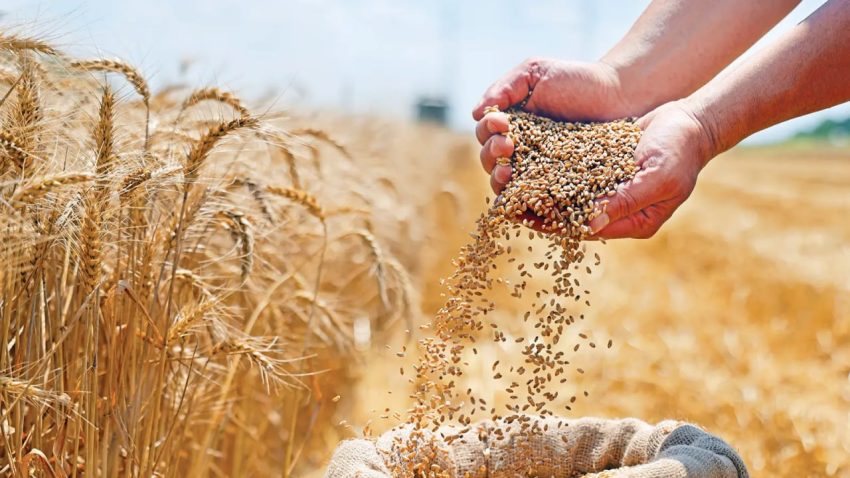 TOHUMDA İHRACAT REKORU: KARŞILAMA ORANI YÜZDE 141’E YÜKSELDİ